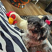 Réglisse participe au concours pour gagner de l'argent avec cette photo : dog, plush_toy, chicken_toy, cushion, zebra_pattern, indoor, flooring, pottery, decor, red_bow, pet, furniture, carpet, wood_floor, relaxing, cute, animal, stuffed_animal, home, cozy