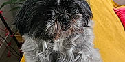 Réglisse participe au concours pour gagner de l'argent avec cette photo : affenpinscher, animal, blanket, canine, cockerspaniel, couch, cushion, dog, furniture, homedecor, papillon, pet, plant, poodle, pottedplant, puppy, terrier, towel