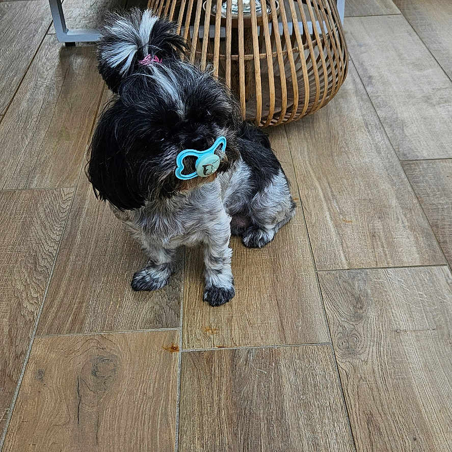 Réglisse a rejoint le concours — aidez-le/la à gagner de superbes lots ! animal, black_and_white, companion, cute, decor, dog, flooring, fur, furniture, hair_tie, house, indoor, lamp, living_room, modern, pacifier, pet, seating, small_dog, wooden_floor