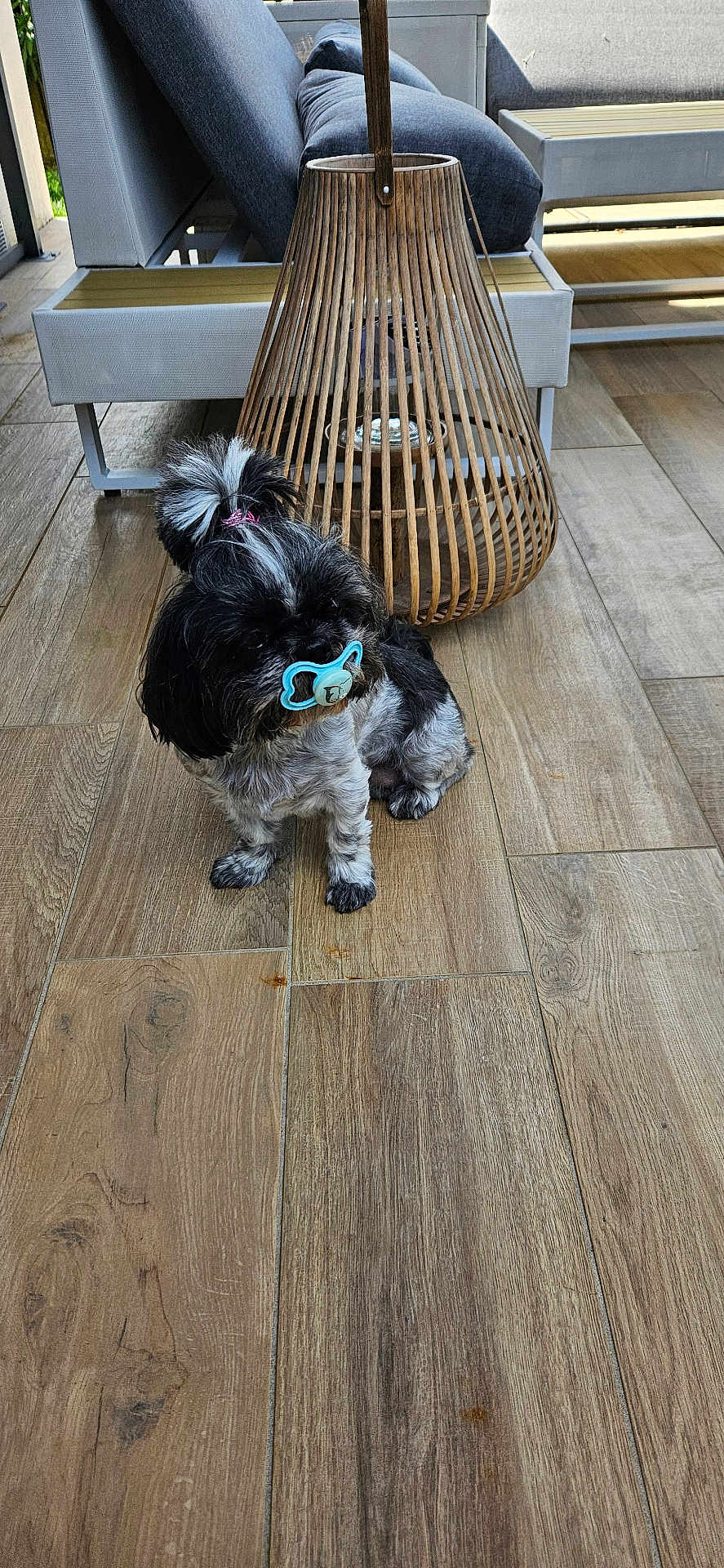 Réglisse a rejoint le concours — aidez-le/la à gagner de superbes lots ! dog, indoor, wooden_floor, furniture, lamp, small_dog, black_and_white, pacifier, hair_tie, cute, pet, flooring, modern, decor, seating, living_room, fur, animal, companion, house