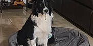 Tayco a rejoint le concours — aidez-le/la à gagner de superbes lots ! dog, pet_bed, living_room, couch, floor, tile_floor, shelf, decor, vase, flower, photo_frame, statue, black_and_white, fur, indoor, animal, sitting, curious, cozy, home
