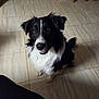 Tayco participe au concours pour gagner de l'argent avec cette photo : dog, black_and_white, pet, indoor, floor, tile, fur, animal, canine, looking_up, ears, tail, wooden_chair, domestic, companion, cute, mammal, friendly, household, alert