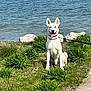 animal, daytime, dog, ears_up, grass, greenery, happy, lake, leash, nature, outdoor, pathway, pet, rocks, sitting, summer, sunny, tongue_out, water, white_dog