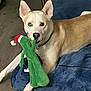 Felix is registered to the contest to win money with this photo: animal, bite, blue_cushion, canine, cute, dog, ears_up, floor, green_toy, heterochromia, house, indoor, light_brown_fur, looking_at_camera, pet, playing, plush_toy, relaxed, santa_hat, white_fur
