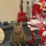 Bear is registered to the contest to win money with this photo: animal, cat, christmas, christmasdecorations, christmastree, couch, festival, furniture, guitar, kitten, lighting, manx, musicalinstrument, pet, plant, pottedplant, reptile, sealife, tree, turtle