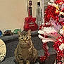animal, cat, christmas, christmasdecorations, christmastree, couch, festival, furniture, guitar, kitten, lighting, manx, musicalinstrument, pet, plant, pottedplant, reptile, sealife, tree, turtle