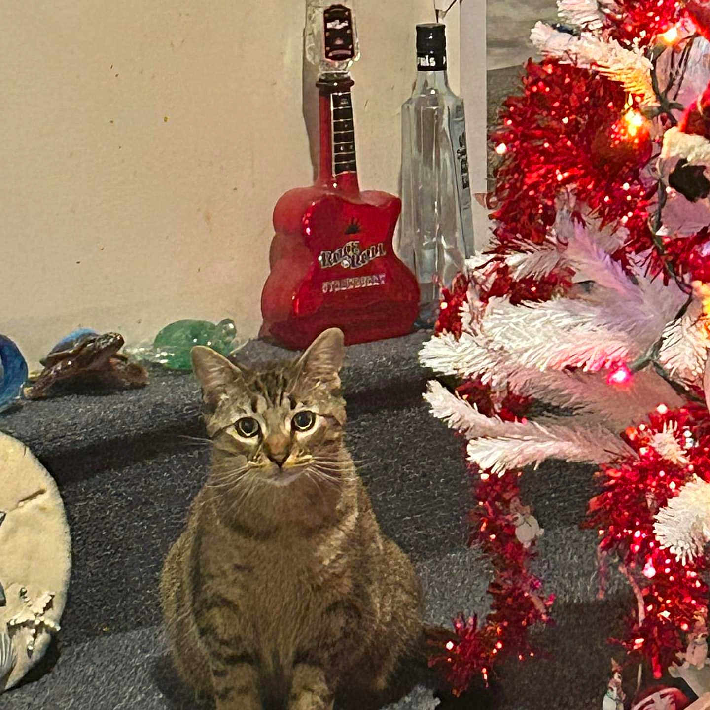 Bear is registered to the contest to win money with this photo: animal, cat, christmas, christmasdecorations, christmastree, couch, festival, furniture, guitar, kitten, lighting, manx, musicalinstrument, pet, plant, pottedplant, reptile, sealife, tree, turtle
