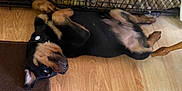 River joined the competition — help win amazing prizes! animal, brown_rug, canine, collar, cute, dog, domestic, ears, fur, indoor, lying_down, metal_crate, paws, pet, pet_accessory, playful, puppy, relaxed, rottweiler, wooden_floor