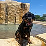 background_blur, blue_sky, building, collar, daytime, dog, fountain, happy, leash, nature, outdoor, park, puppy, rottweiler, sitting, stone, sunny, tongue_out, water, wet