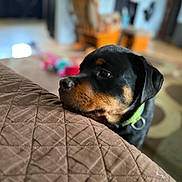 River is registered to the contest to win money with this photo: animal, blurred_background, brown, carpet, close_up, collar, cozy, dog, domestic, ears, floor, fur, home, indoor, looking, pet, puppy, quilted_bedspread, rottweiler, snout