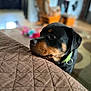 animal, blurred_background, brown, carpet, close_up, collar, cozy, dog, domestic, ears, floor, fur, home, indoor, looking, pet, puppy, quilted_bedspread, rottweiler, snout