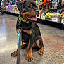 animal, collar, colorful, cute, dog, floor, happy, indoor, leash, pet_store, petsupplies, playful, puppy, rottweiler, shopping, sitting, store_aisle, tongue_out, toys, young_dog
