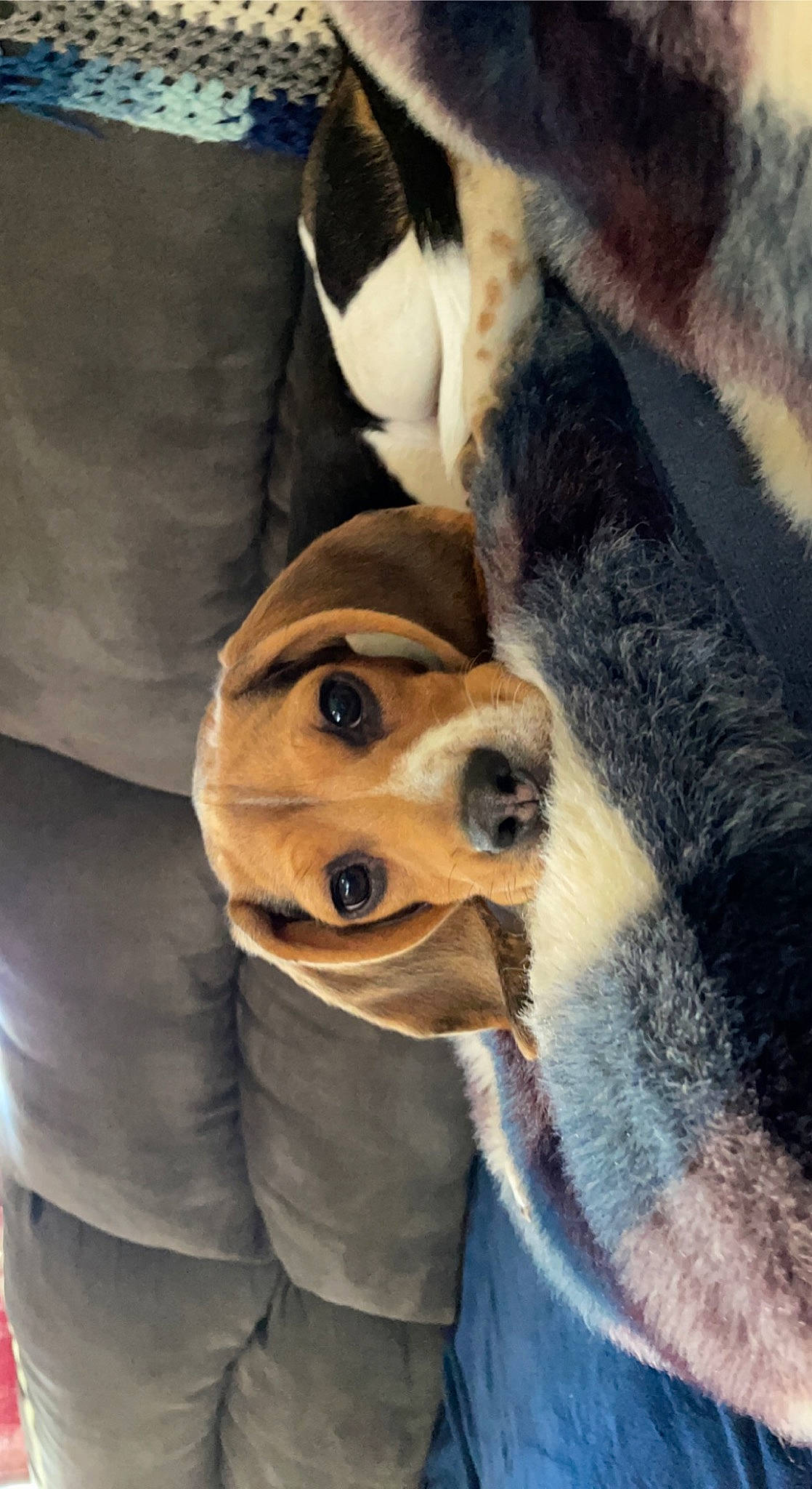 Dakota joined the competition — help win amazing prizes! canidae, carnivore, collar, comfort, companion_dog, dog, dog_breed, dog_clothes, fawn, fur, mammal, pack_animal, paw, siberian_husky, snout, sporting_group, stuffed_toy, vertebrate, whiskers, working_animal