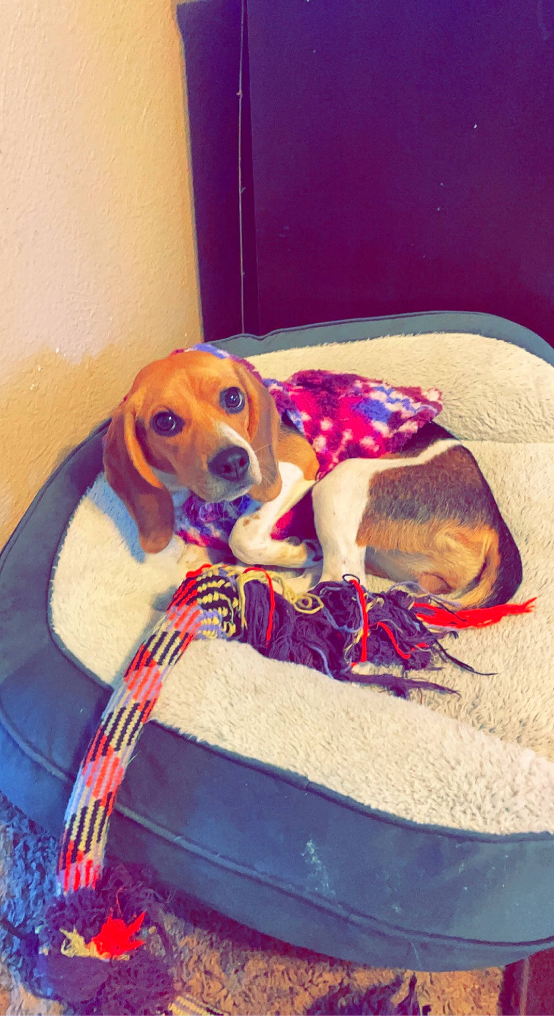 Dakota joined the competition — help win amazing prizes! canidae, carnivore, collar, comfort, companion_dog, couch, dog, dog_bed, dog_breed, dog_supply, fawn, hound, mammal, paw, pet_supply, scent_hound, snout, sporting_group, toy, working_animal