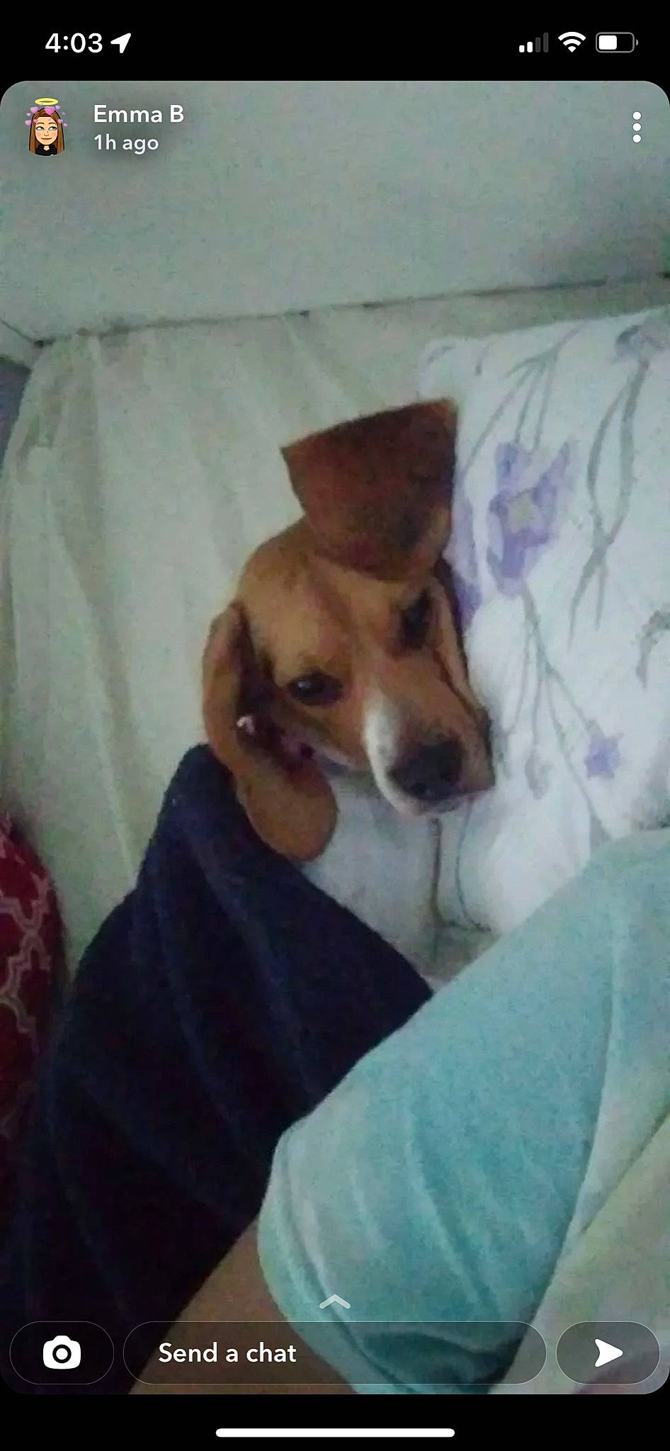 Dakota joined the competition — help win amazing prizes! bed, bedding, canidae, carnivore, cloud, comfort, companion_dog, dog, dog_breed, dog_supply, ear, fawn, linens, nap, paw, pillow, snout, sporting_group, toy_dog, working_animal