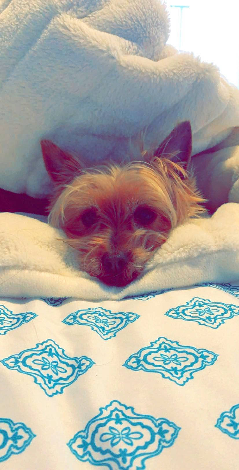 Stella is registered to the contest to win money with this photo: bed, bedding, bedtime, carnivore, chihuahua, comfort, companion_dog, dog, dog_breed, fawn, felidae, fur, linens, magenta, nap, paw, room, textile, toy_dog, whiskers