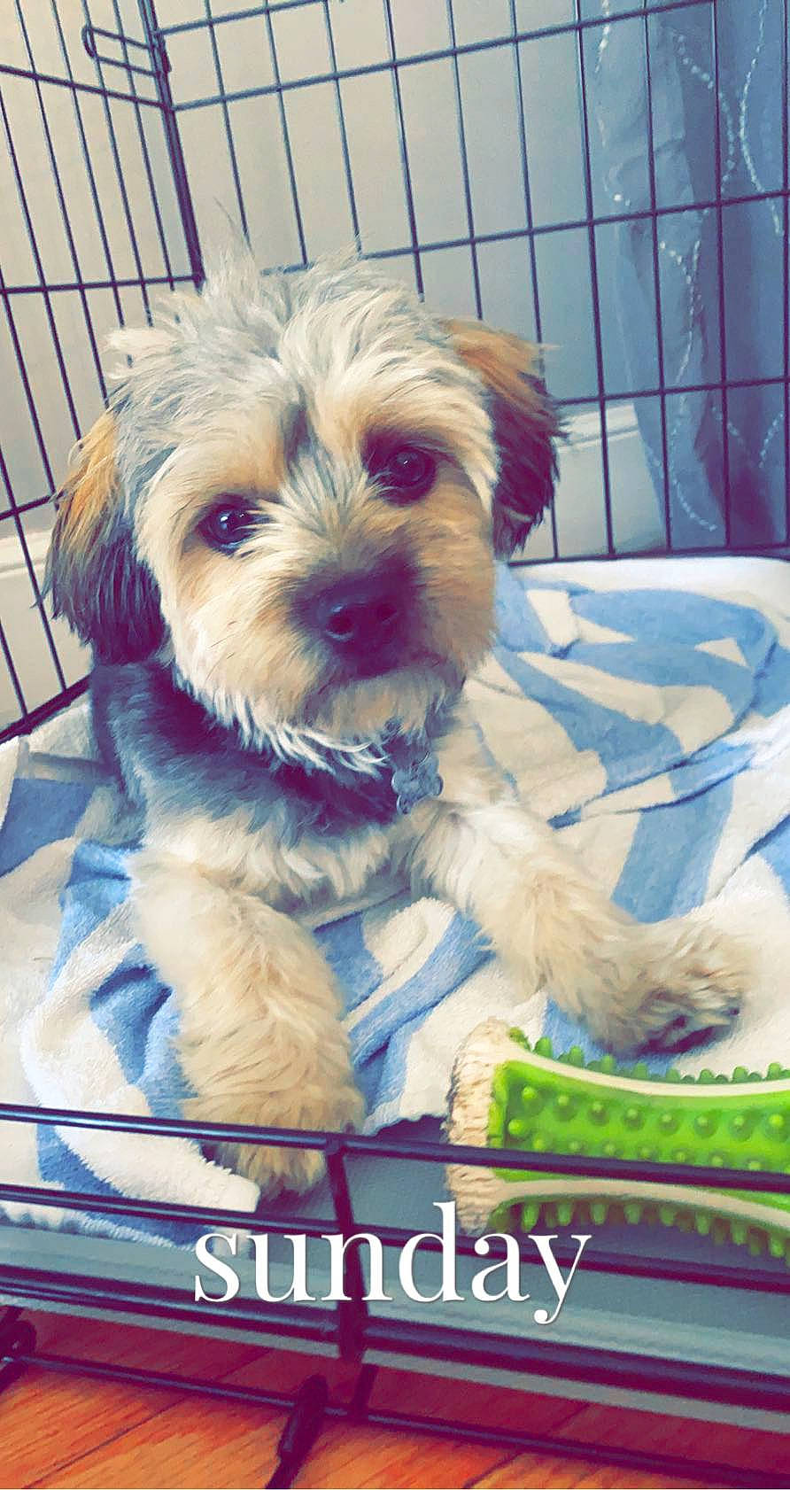 Timmy joined the competition — help win amazing prizes! biewer_terrier, carnivore, cockapoo, companion_dog, dog, dog_breed, dog_clothes, dog_supply, fur, labradoodle, maltepoo, pet_supply, photo_caption, puppy_love, small_terrier, snout, sporting_group, terrier, toy_dog, yorkipoo