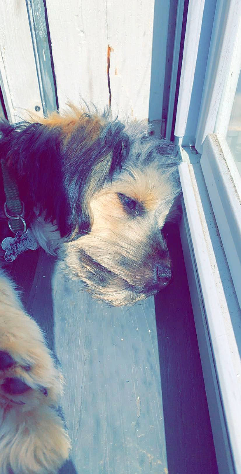 Timmy joined the competition — help win amazing prizes! canidae, carnivore, collar, companion_dog, dog, dog_breed, dog_supply, electric_blue, felidae, fur, liver, small_terrier, snout, sporting_group, tail, terrier, toy_dog, whiskers, working_animal, working_terrier