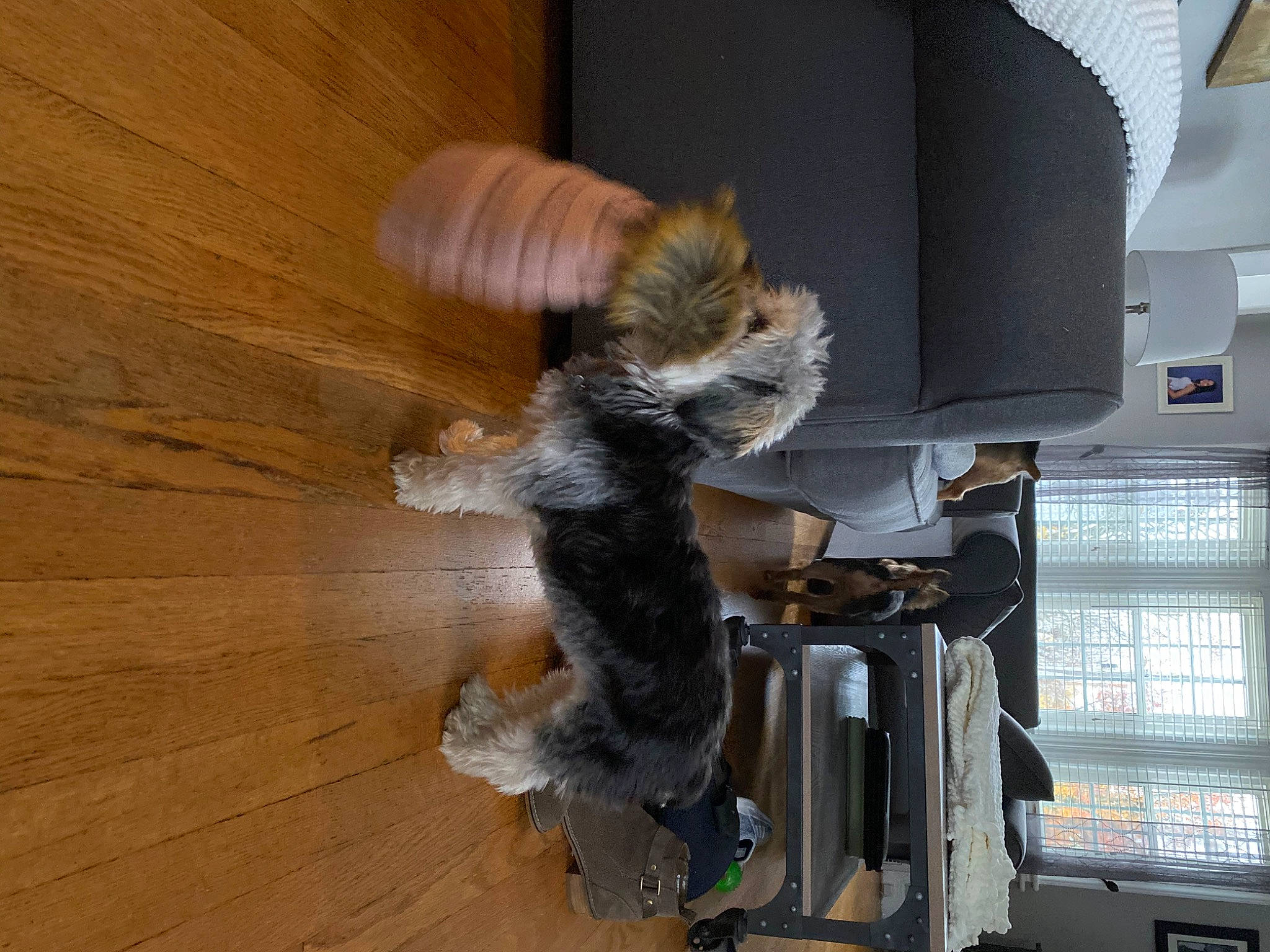 Timmy is registered to the contest to win money with this photo: carnivore, companion_dog, fawn, felidae, floor, flooring, fur, hardwood, laminate_flooring, plank, small_to_medium_sized_cats, tail, varnish, vehicle, vehicle_door, whiskers, window, wood, wood_flooring, wood_stain