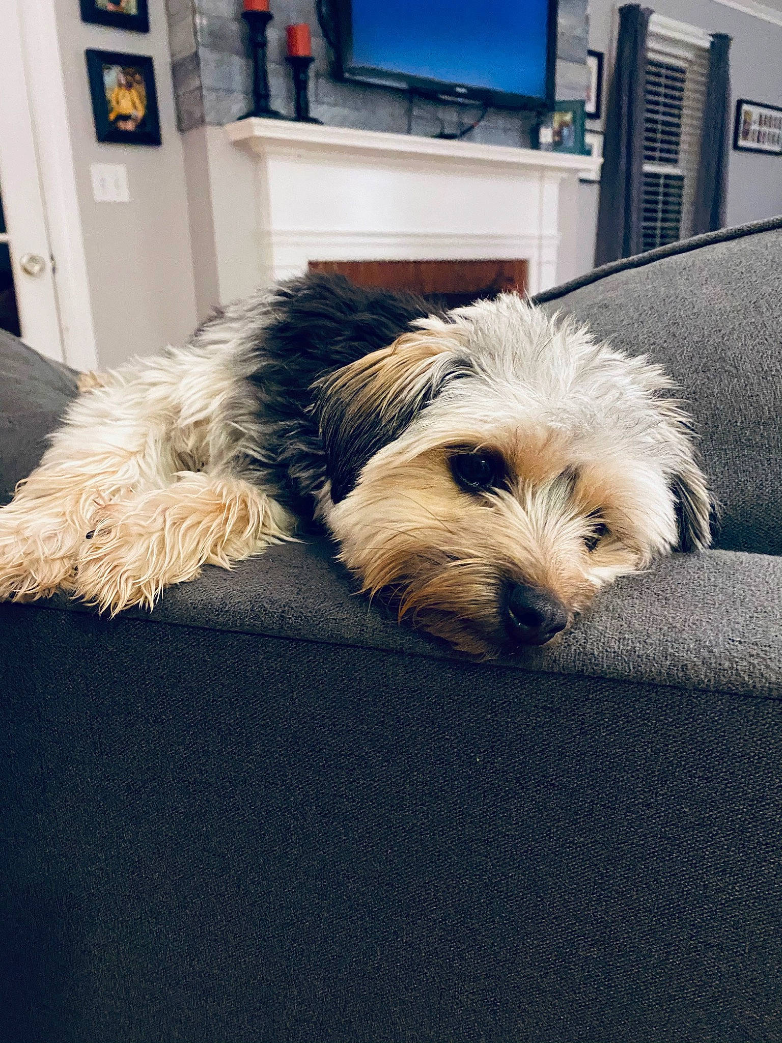 Timmy joined the competition — help win amazing prizes! canidae, carnivore, comfort, companion_dog, dog, dog_breed, dog_supply, driveway, flooring, fur, hardwood, home_appliance, picture_frame, small_terrier, sporting_group, television, terrier, toy_dog, working_animal, working_terrier
