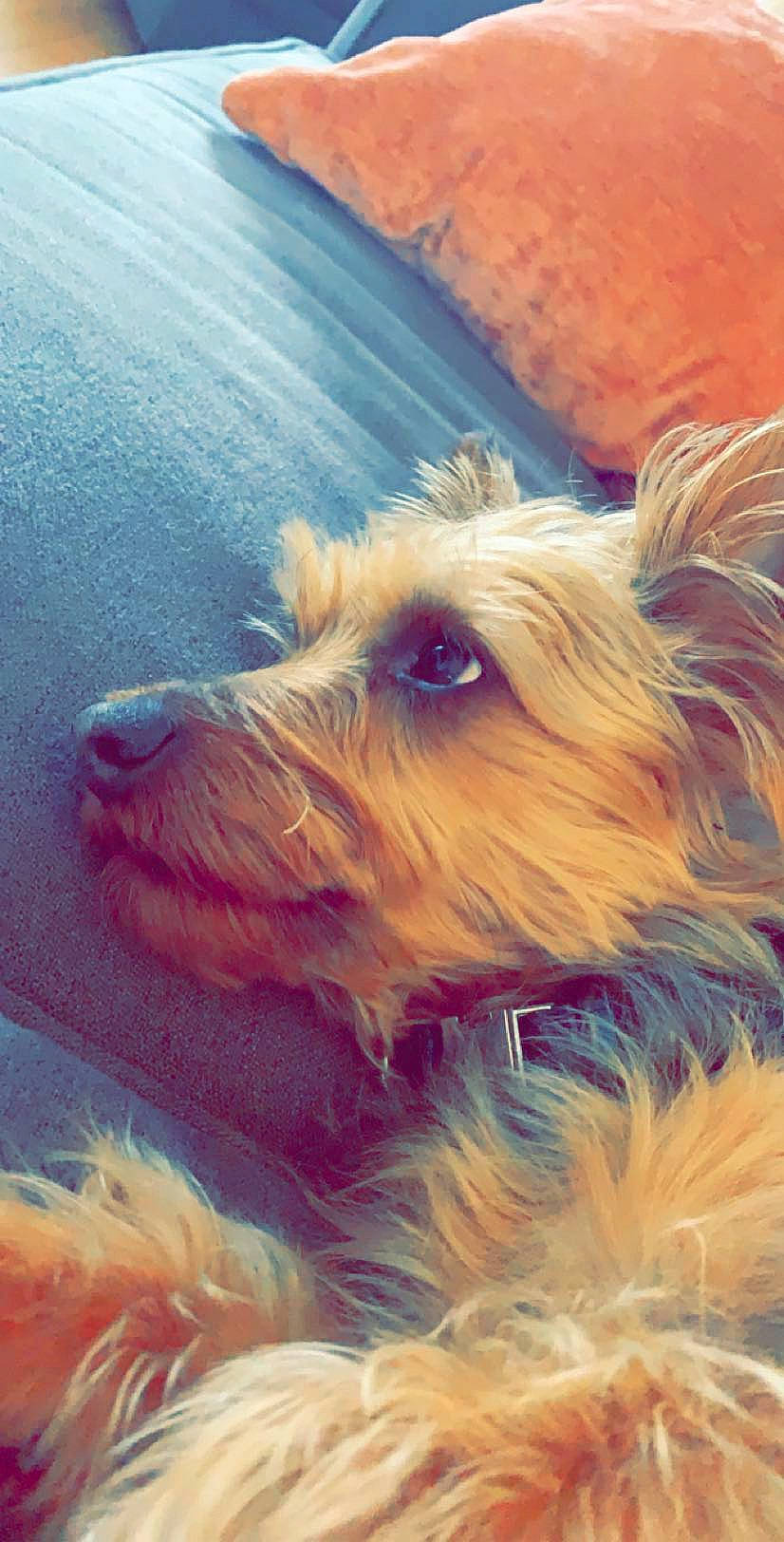 Rudy joined the competition — help win amazing prizes! australian_terrier, biewer_terrier, carnivore, companion_dog, dog, dog_breed, dog_supply, fur, happy, liver, mammal, ocean, small_terrier, snout, sporting_group, surfer_hair, terrier, toy_dog, water, working_animal