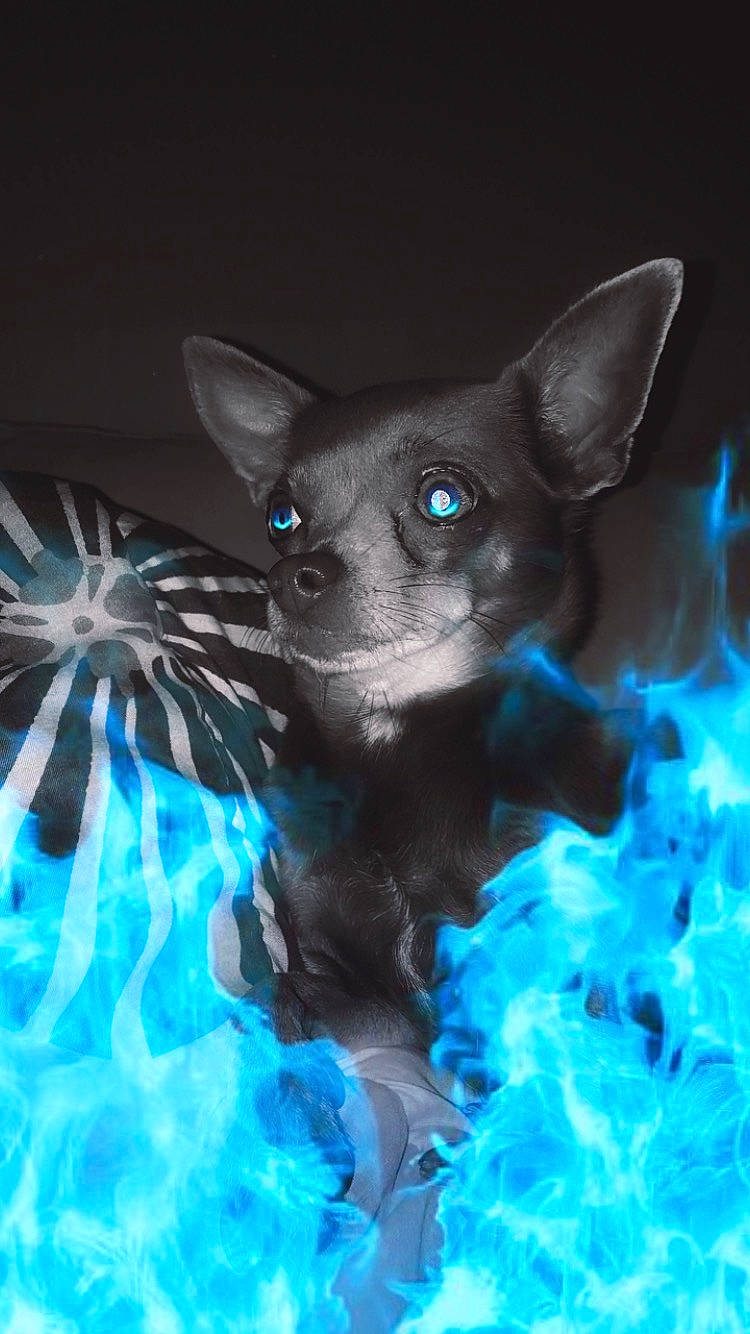 Kim participe au concours pour gagner de l'argent avec cette photo : art, canidae, carnivore, companion_dog, costume, darkness, dog_breed, dog_supply, electric_blue, felidae, fictional_character, fur, non_sporting_group, pattern, small_to_medium_sized_cats, snout, terrestrial_animal, toy_dog, whiskers, working_animal