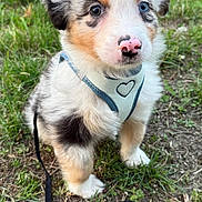 Anoki participe au concours pour gagner de l'argent avec cette photo : adorable, animal, blue_eye, brown_eye, close_up, cute, dog, eyes, fluffy, grass, harness, heterochromia, leash, nature, outdoor, pet, puppy, sitting, small, young