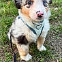 adorable, animal, blue_eye, brown_eye, close_up, cute, dog, eyes, fluffy, grass, harness, heterochromia, leash, nature, outdoor, pet, puppy, sitting, small, young