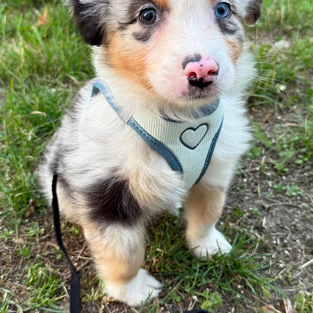 Anoki participe au concours pour gagner de l'argent avec cette photo : adorable, animal, blue_eye, brown_eye, close_up, cute, dog, eyes, fluffy, grass, harness, heterochromia, leash, nature, outdoor, pet, puppy, sitting, small, young