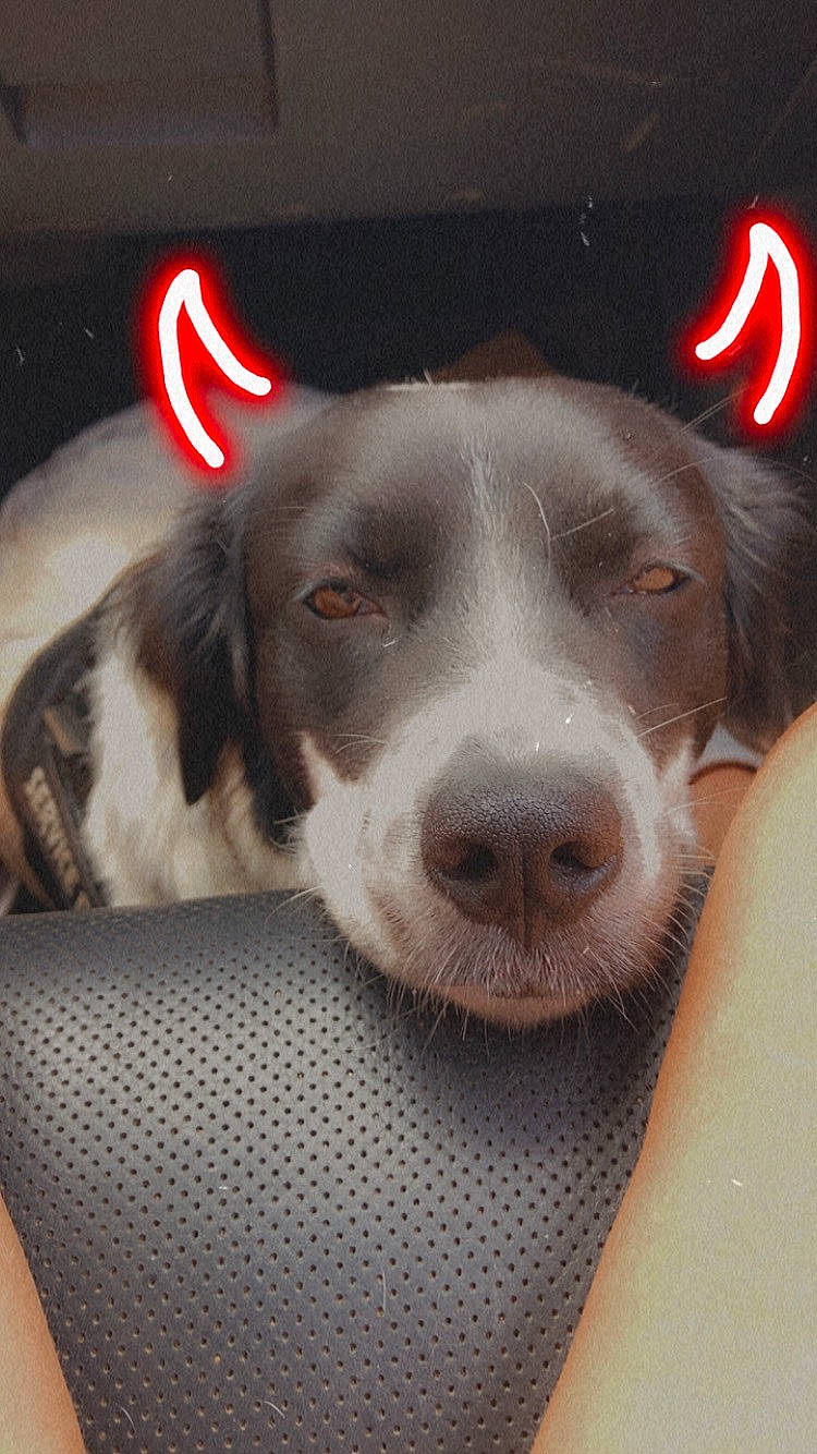 Cloe joined the competition — help win amazing prizes! carmine, carnivore, companion_dog, dog, dog_breed, ear, fur, happy, logo, snout, sporting_group, whiskers, working_animal