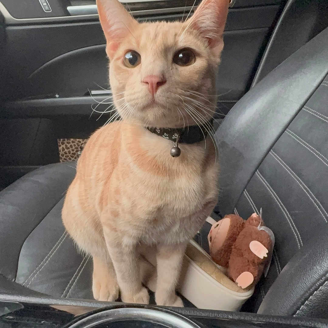 Zeus is registered to the contest to win money with this photo: animal, bell, car_interior, cat, collar, cup_holder, curious, dashboard, feline, indoor, leather_seat, orange_tabby, pet, plush_monkey, seat, toy, transportation, vehicle, whiskers, window