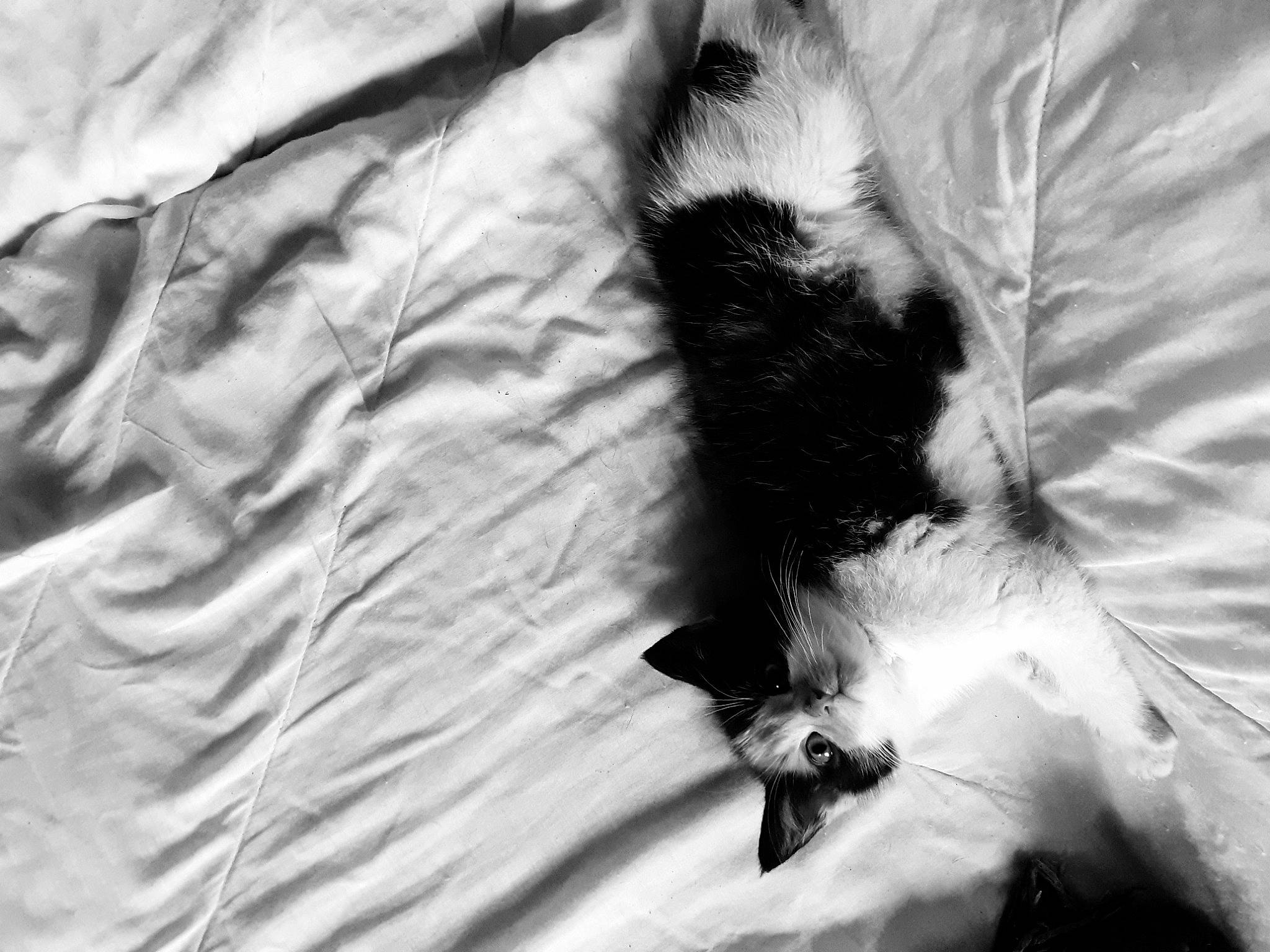 Chloé a rejoint le concours — aidez-le/la à gagner de superbes lots ! black_and_white, carnivore, cat, close_up, comfort, companion_dog, dog_breed, feather, felidae, fur, gesture, linens, monochrome, monochrome_photography, paw, small_to_medium_sized_cats, style, tail, textile, whiskers