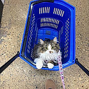 Athena joined the competition — help win amazing prizes! cat, kitten, animal, pet, fluffy, long_hair, gray_fur, white_fur, blue_basket, shopping_basket, leash, collar, indoor, store, floor, portrait, sitting, looking_at_camera, whiskers, paws
