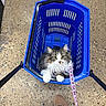 cat, kitten, animal, pet, fluffy, long_hair, gray_fur, white_fur, blue_basket, shopping_basket, leash, collar, indoor, store, floor, portrait, sitting, looking_at_camera, whiskers, paws