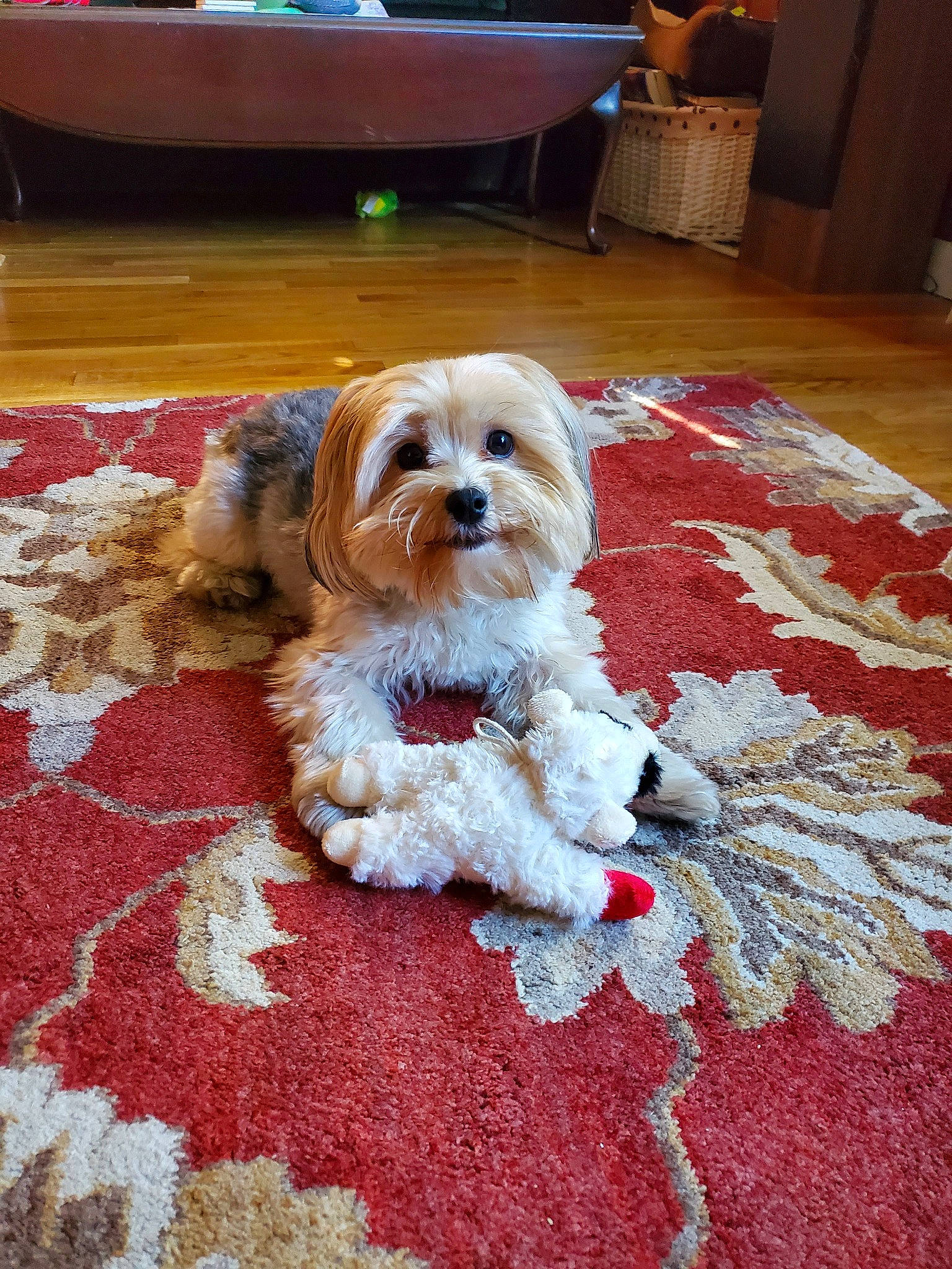 Mason is registered to the contest to win money with this photo: canidae, carnivore, cavachon, cavapoo, chinese_imperial_dog, companion_dog, dog, dog_breed, lhasa_apso, lowchen, maltepoo, maltese, mammal, morkie, puppy, schnoodle, shih_tzu, sporting_lucas_terrier, tibetan_terrier, vertebrate