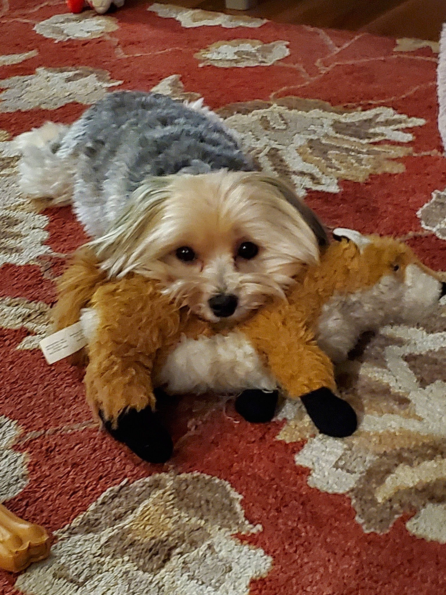 Mason is registered to the contest to win money with this photo: canidae, carnivore, cavachon, cavapoo, chinese_imperial_dog, cockapoo, companion_dog, dog, dog_breed, havanese, maltepoo, mammal, morkie, poodle_crossbreed, puppy, schnoodle, shih_poo, shih_tzu, sporting_lucas_terrier, vertebrate