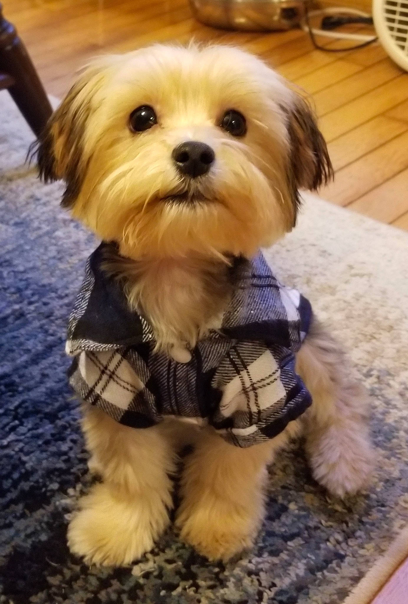 Mason is registered to the contest to win money with this photo: canidae, carnivore, cavachon, companion_dog, dog, dog_breed, dog_clothes, havanese, maltepoo, maltese, mammal, morkie, puppy, rare_breed_dog, schnoodle, shih_tzu, snout, toy_dog, vertebrate, yorkshire_terrier