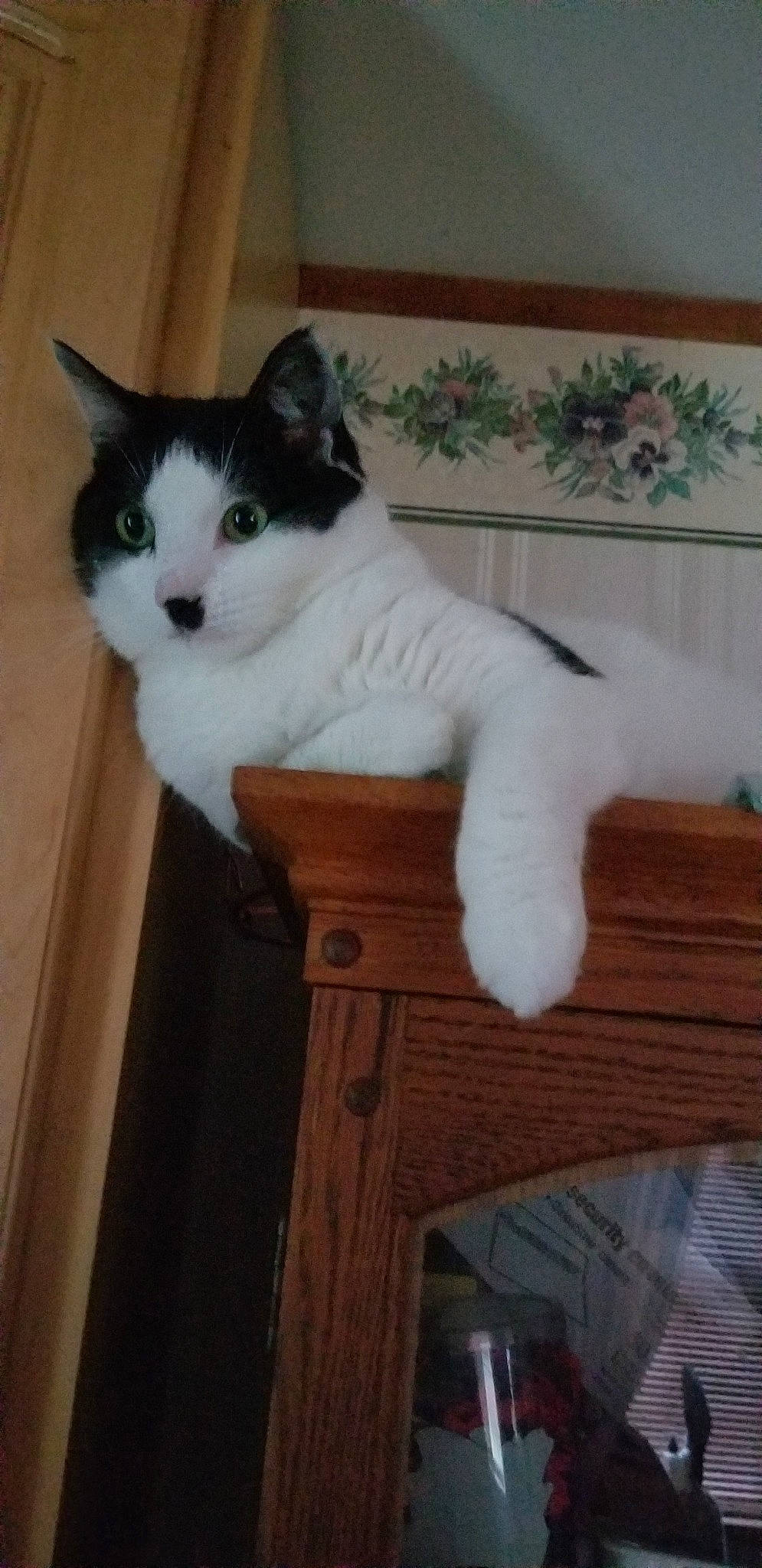 Charlie is registered to the contest to win money with this photo: aegean_cat, american_wirehair, carnivore, cat, domestic_long_haired_cat, domestic_short_haired_cat, fawn, felidae, japanese_bobtail, kitten, mammal, norwegian_forest_cat, polydactyl_cat, ragdoll, small_to_medium_sized_cats, tail, turkish_angora, turkish_van, whiskers