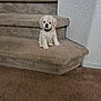 puppy, dog, stairs, carpet, indoor, pet, animal, white, cute, small, fur, collar, home, wall, step, floor, sitting, young, curious, adorable