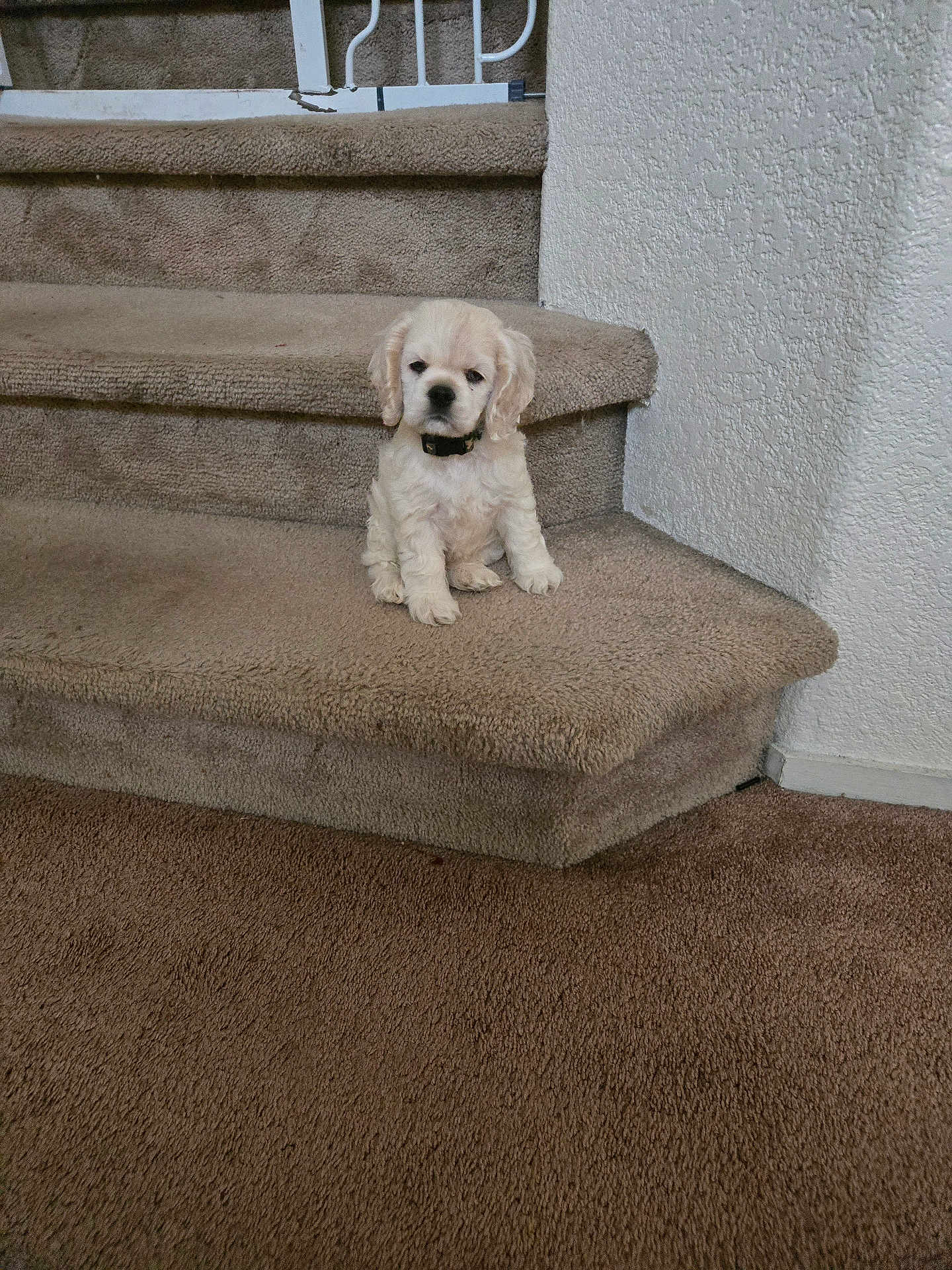 Baxter joined the competition — help win amazing prizes! puppy, dog, stairs, carpet, indoor, pet, animal, white, cute, small, fur, collar, home, wall, step, floor, sitting, young, curious, adorable