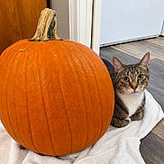 Frankie is registered to the contest to win money with this photo: cat, pumpkin, tabby_cat, pet, animal, autumn, halloween, orange, indoor, towel, floor, wooden_door, white_appliance, sitting, resting, whiskers, ears, green_eyes, harvest, portrait
