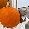 cat, pumpkin, tabby_cat, pet, animal, autumn, halloween, orange, indoor, towel, floor, wooden_door, white_appliance, sitting, resting, whiskers, ears, green_eyes, harvest, portrait