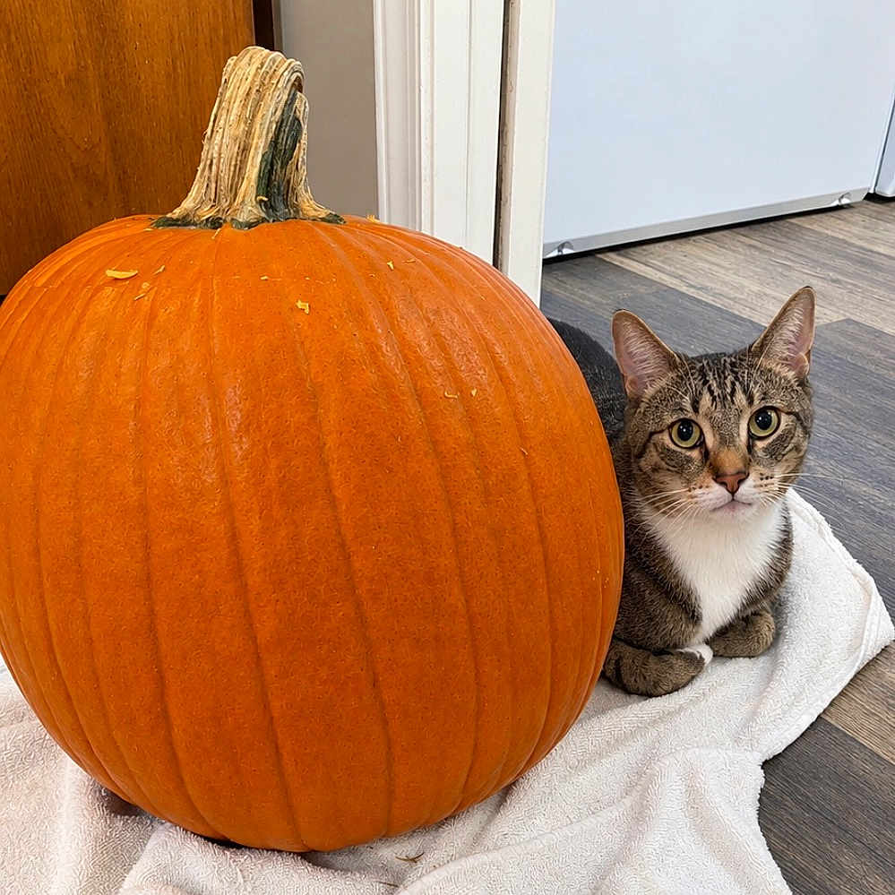 Frankie