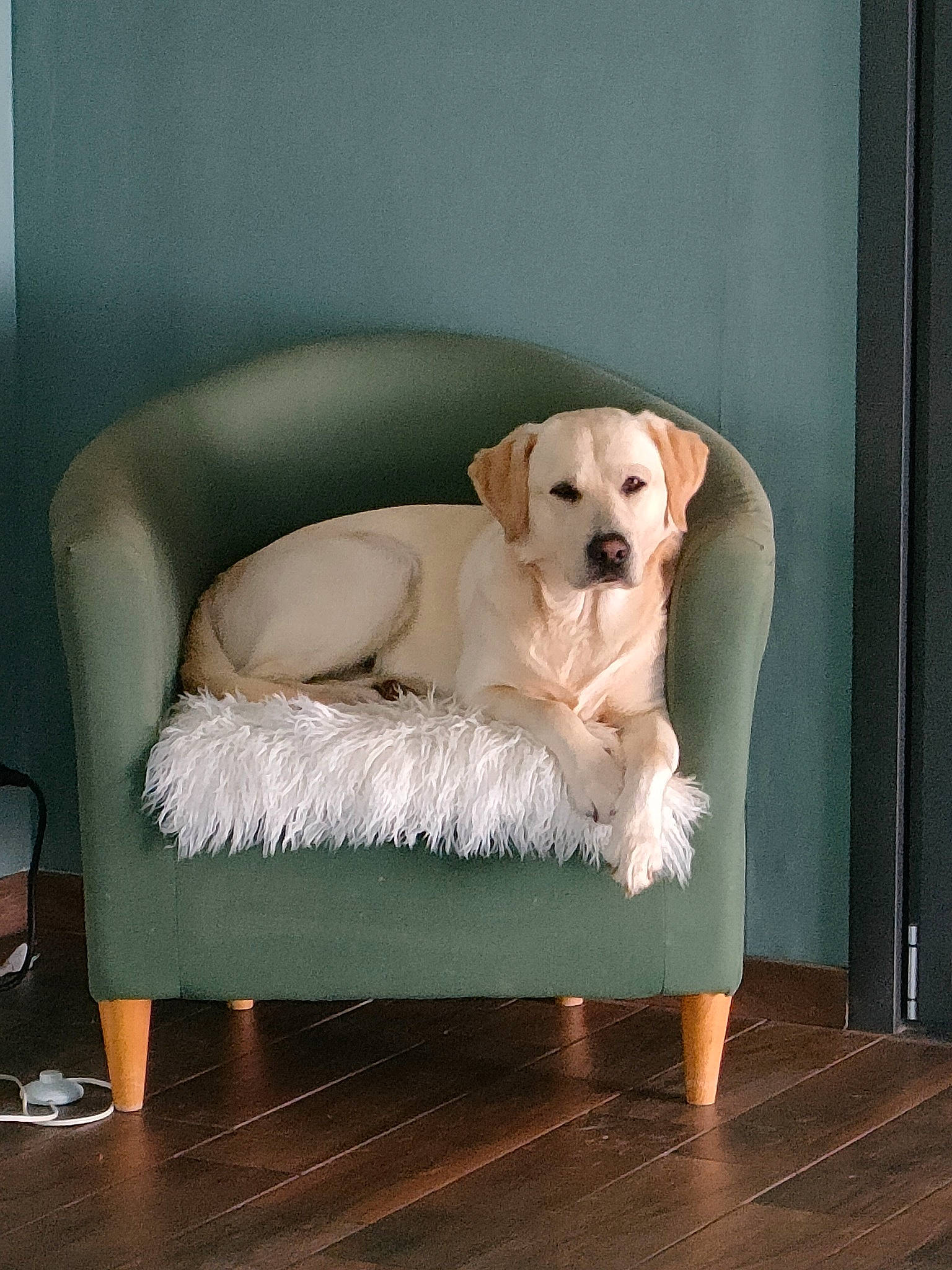 Sherlock participe au concours pour gagner de l'argent avec cette photo : carnivore, chair, comfort, companion_dog, couch, dog, dog_breed, dog_supply, fawn, flooring, furniture, hardwood, interior_design, laminate_flooring, living_room, pet_supply, rectangle, studio_couch, wood, working_animal