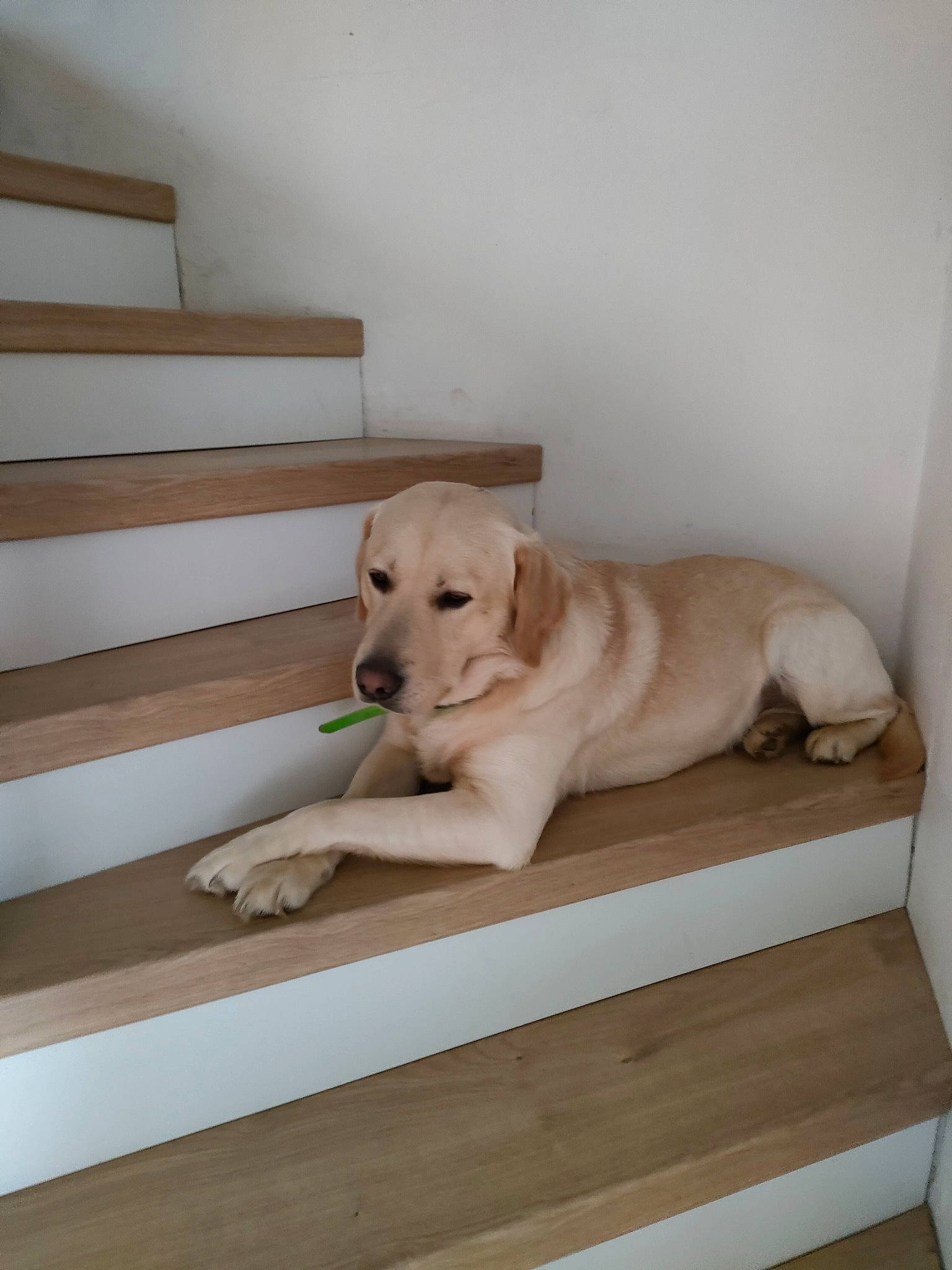 Sherlock participe au concours pour gagner de l'argent avec cette photo : art, beige, carnivore, comfort, companion_dog, dog, dog_breed, fawn, floor, flooring, hardwood, pet_supply, plywood, retriever, room, sporting_group, stairs, tail, wood, working_animal
