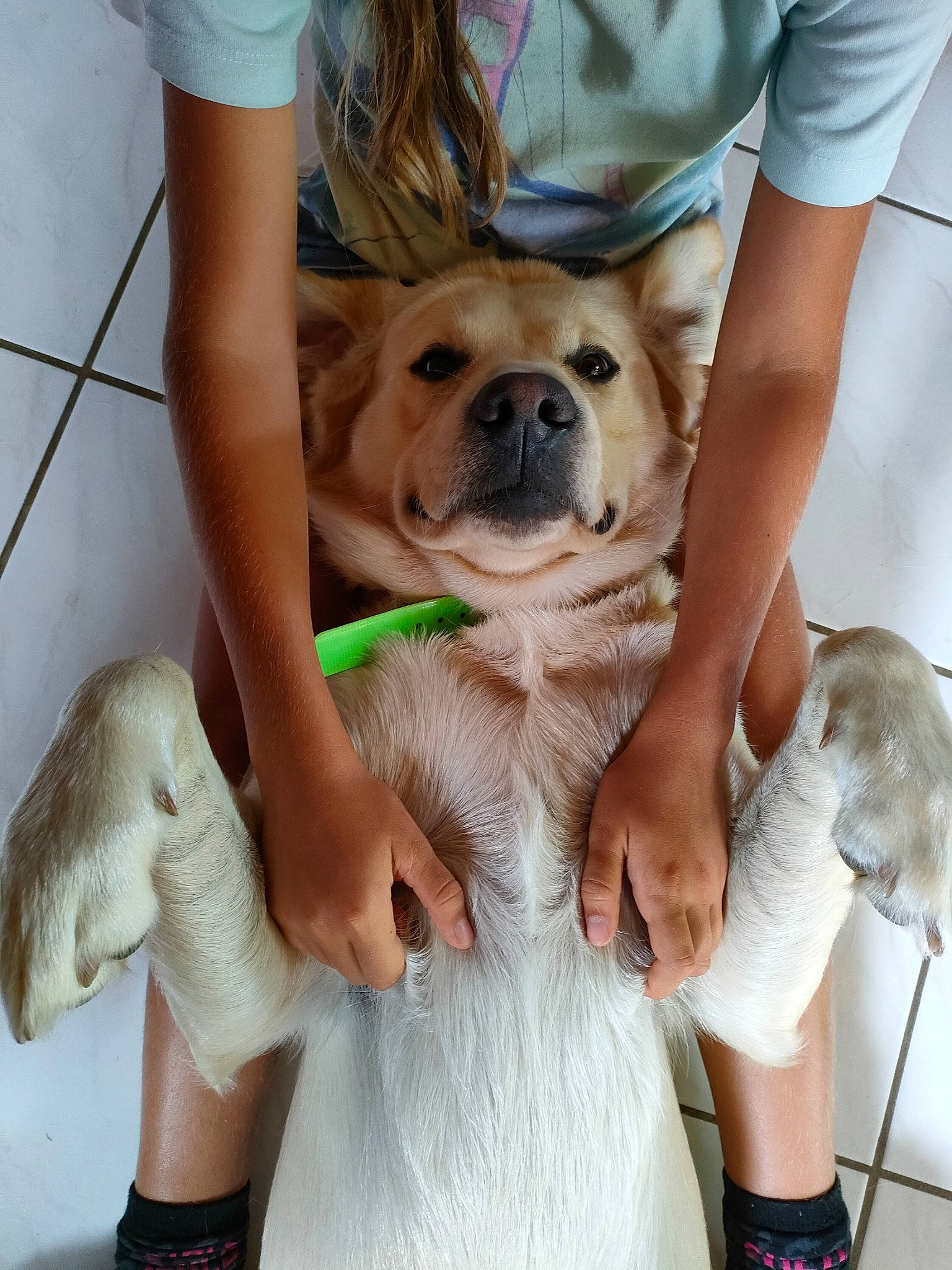 Sherlock a rejoint le concours — aidez-le/la à gagner de superbes lots ! carnivore, companion_dog, dog, dog_breed, dog_collar, fawn, flooring, gesture, happy, human_leg, knee, leash, leg, shoe, shorts, snout, thigh, toy_dog, working_animal, wrist