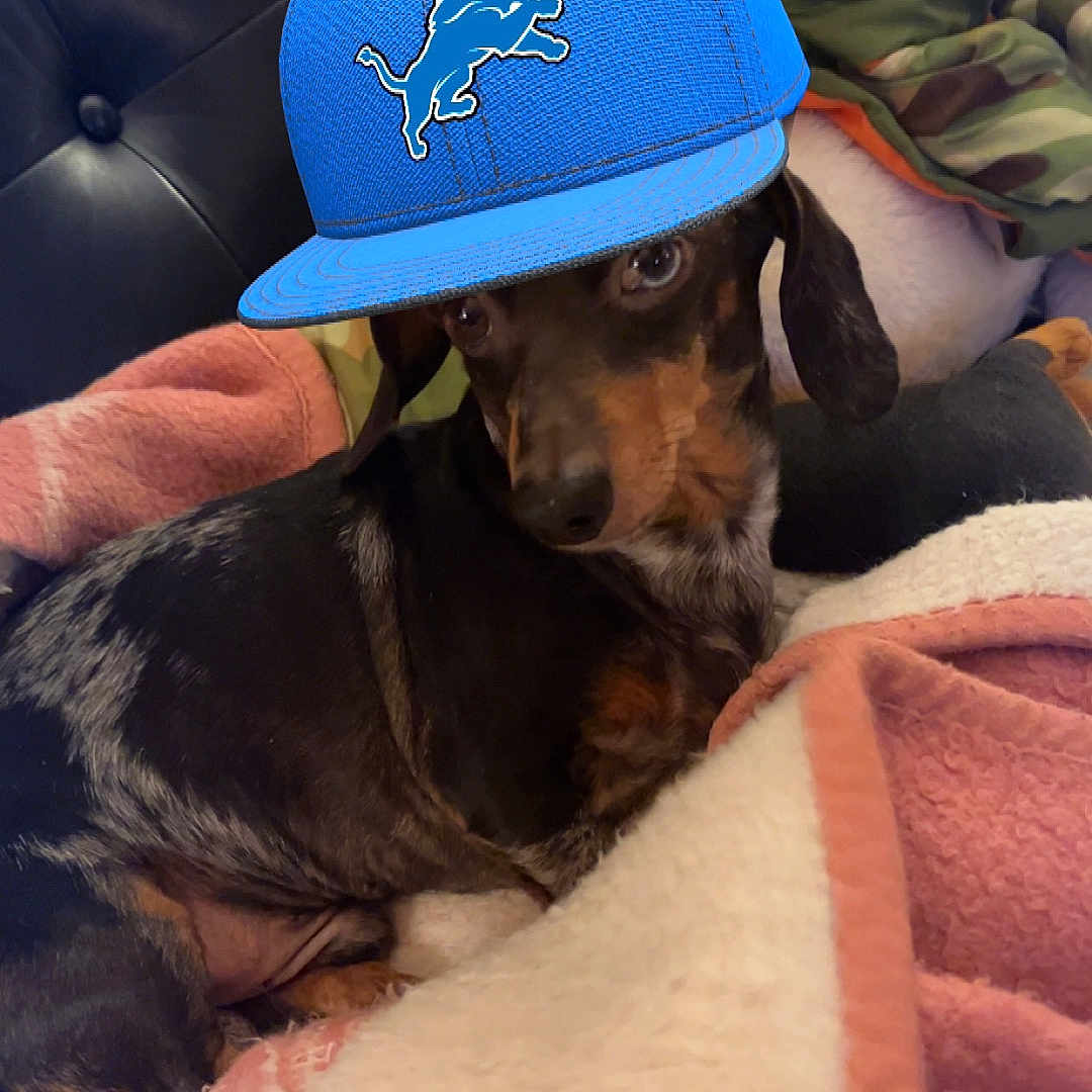 Dillon Ryan Moat joined the competition — help win amazing prizes! adult, animal, baseballcap, beagle, canine, cap, clothing, couch, cushion, dog, furniture, hat, homedecor, hound, linen, male, man, person, pet, puppy