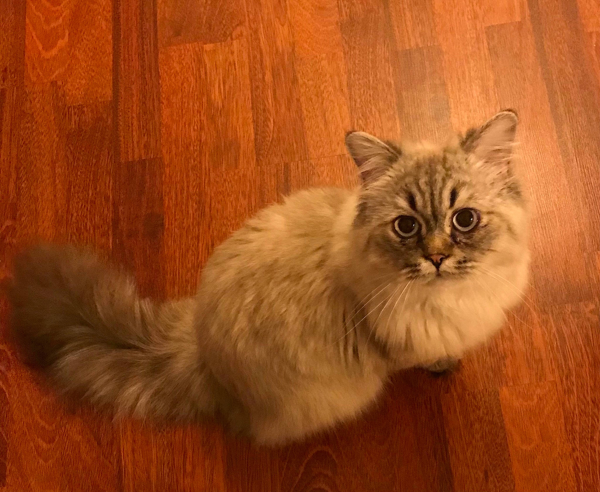 Albert participe au concours pour gagner de l'argent avec cette photo : british_longhair, carnivore, cat, claw, eye, fawn, felidae, flooring, fur, hardwood, paw, plant, small_to_medium_sized_cats, snout, tail, terrestrial_animal, varnish, whiskers, wood, wood_stain