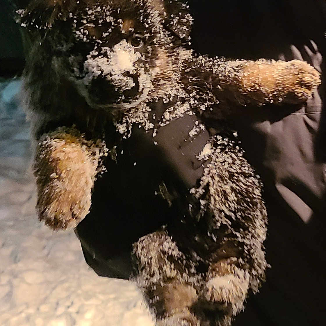 Drogon joined the competition — help win amazing prizes! canidae, carnivore, companion_dog, dog, dog_breed, fur, natural_material, paw, snout, sporting_group, stuffed_toy, working_animal