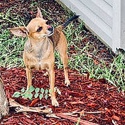 Toot-Toot is registered to the contest to win money with this photo: alert, brown_dog, canine, curious, daylight, dog, ears, flower_petal, grass, house_wall, mulch, nature, nose, outdoor, pet, plant, side_view, small_dog, tree_trunk, yard